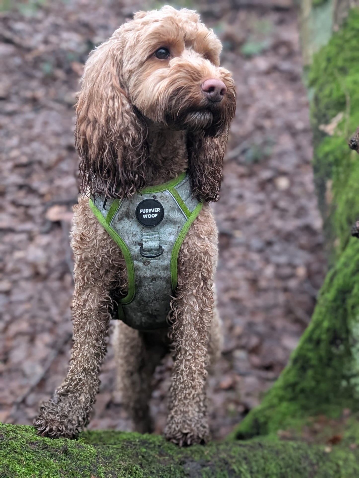 ๐ธ Forest Bloom Adventure Harness