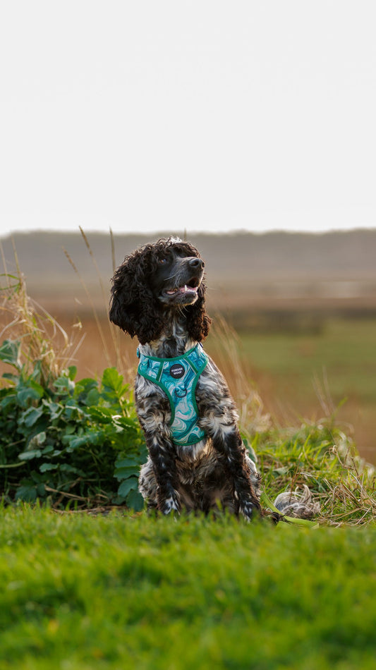 Emerald Swirl 3-Clip Active Harness