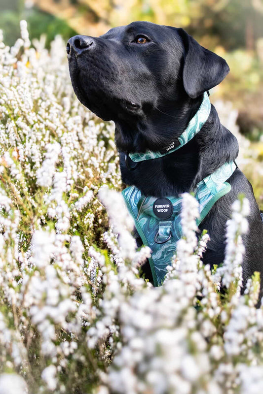 Emerald Swirl Collar