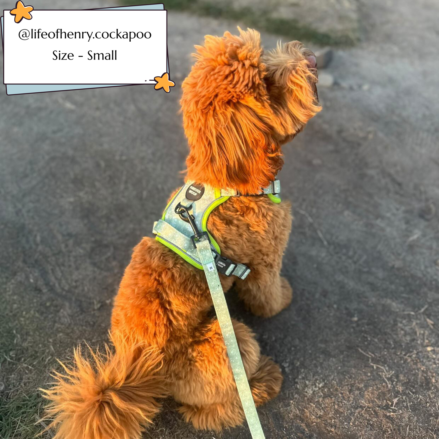 🌸 Forest Bloom Adventure Harness