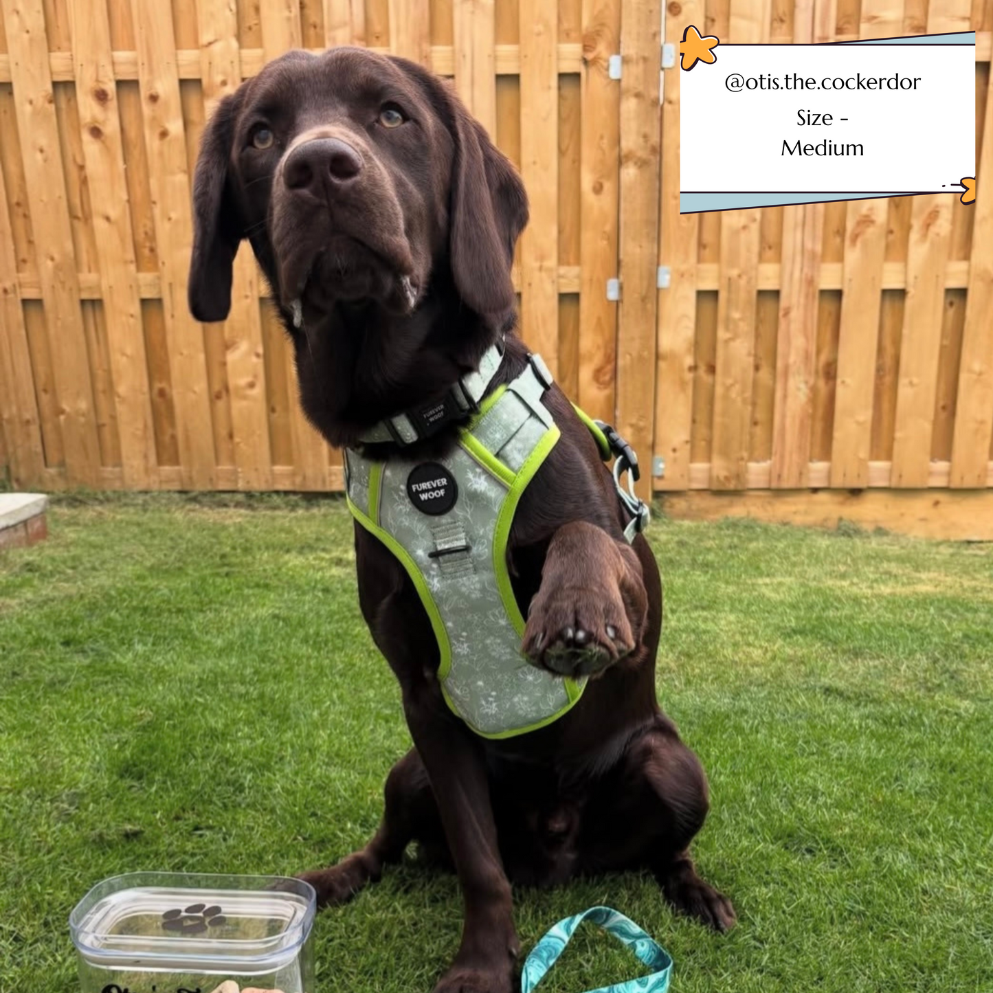 🌸 Forest Bloom Adventure Harness