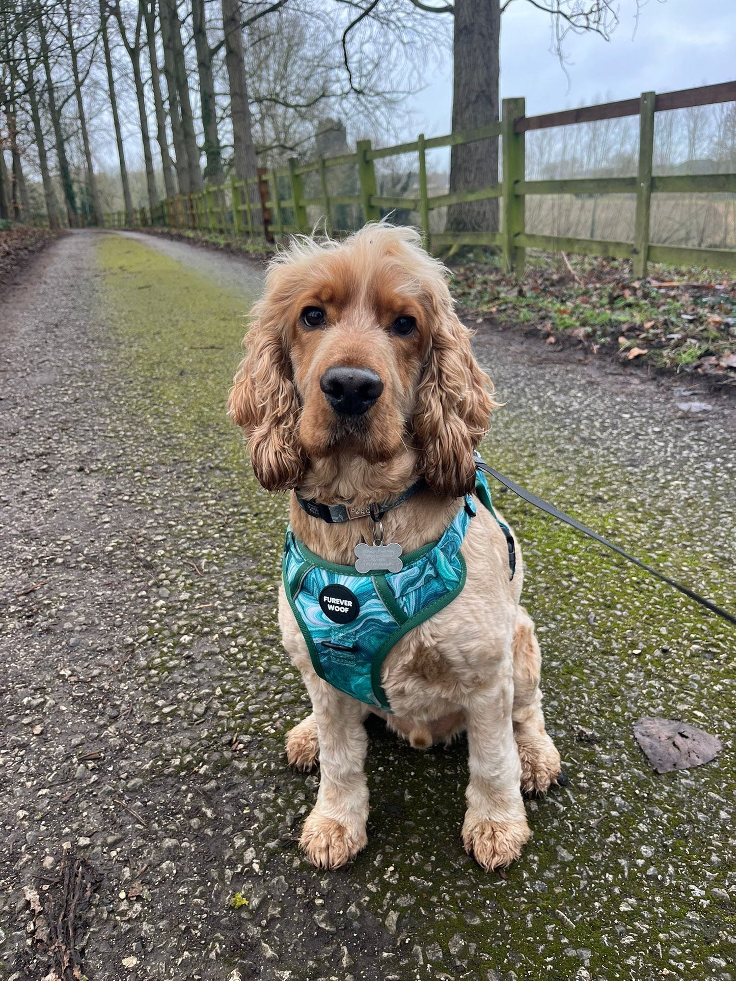 🌿 Emerald Swirl Adventure Harness