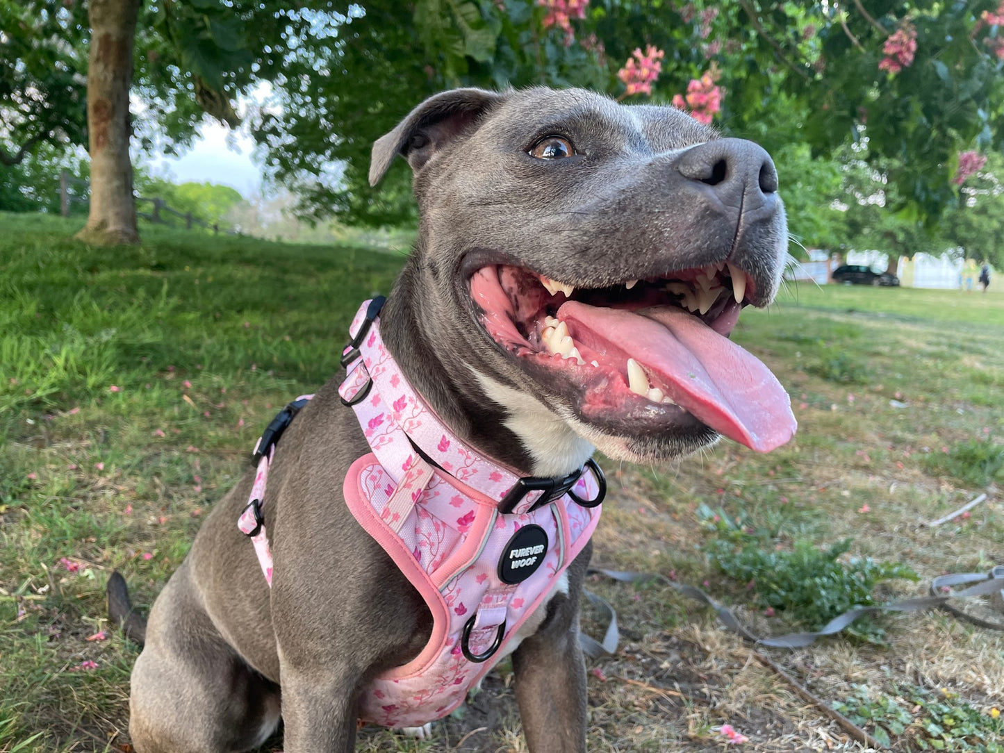 Sweet Blossom 3-Clip Active Harness
