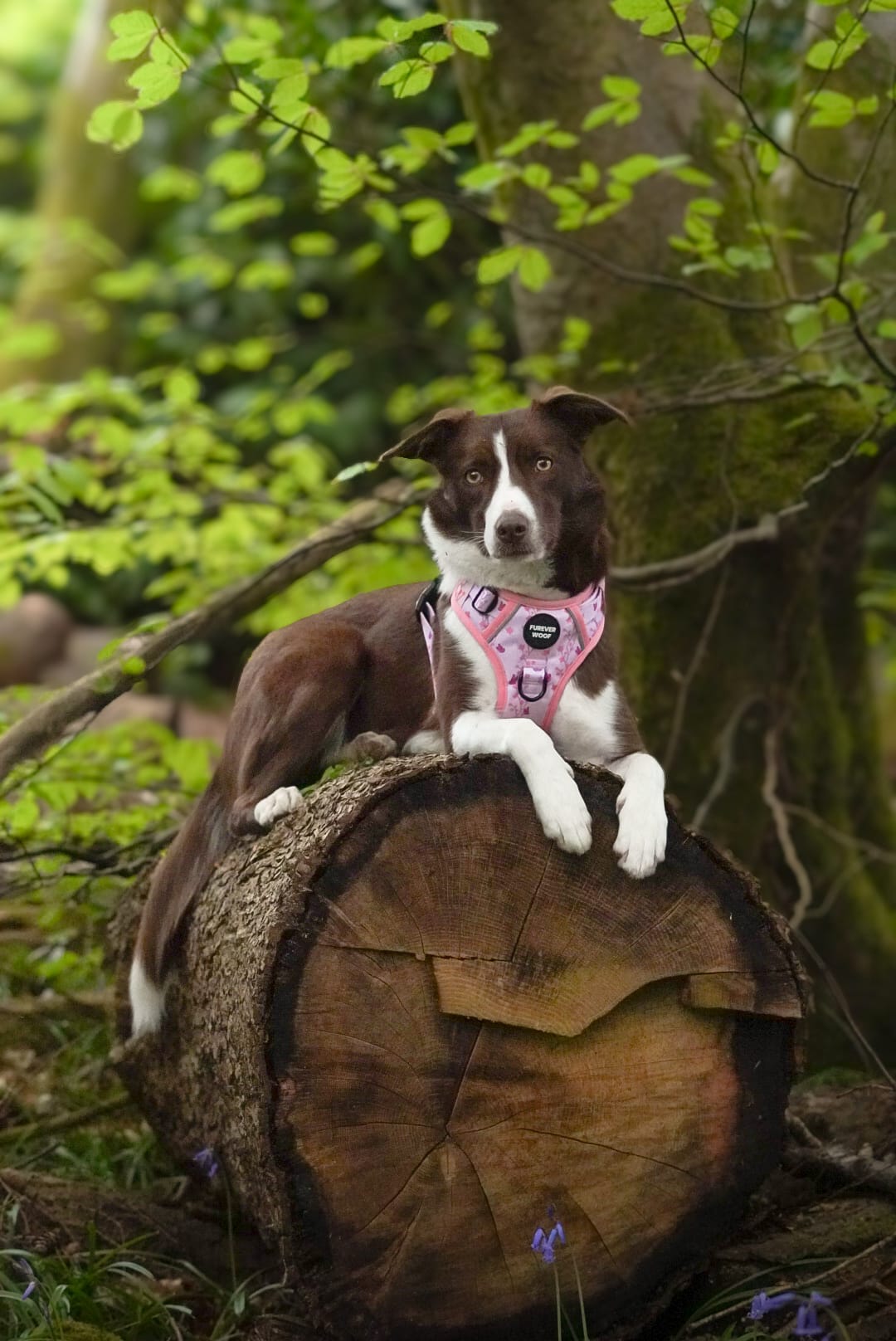 Sweet Blossom 3-Clip Active Harness