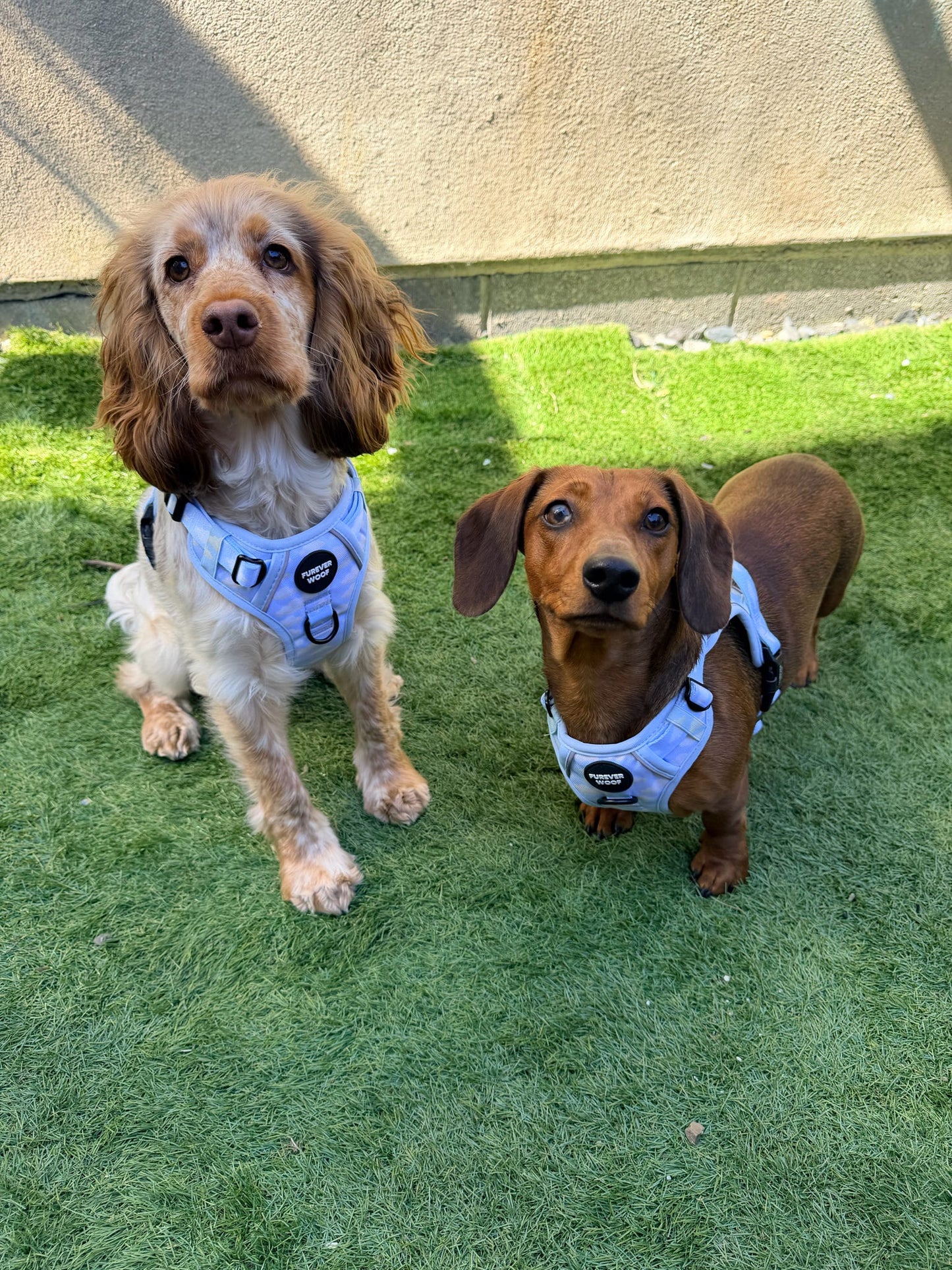 Daydream 3-Clip Active Harness