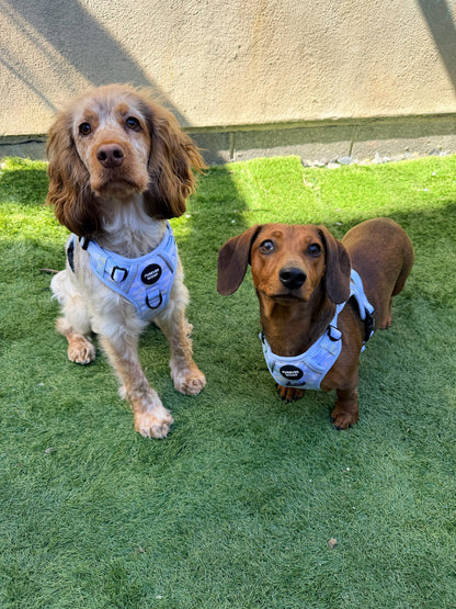 Daydream 3-Clip Active Harness
