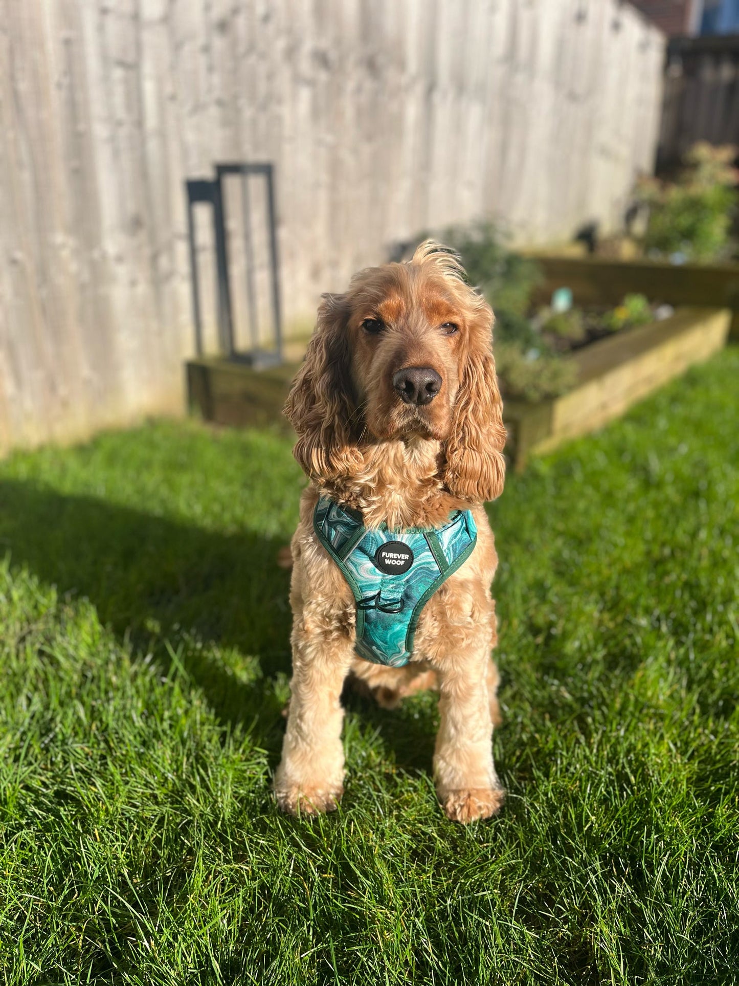 Emerald Swirl 3-Clip Active Harness