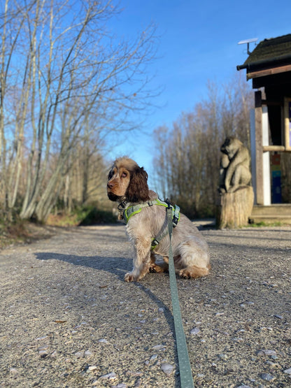 🌸 Forest Bloom Adventure Set