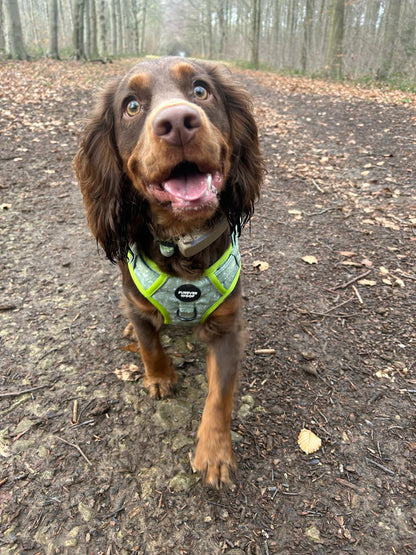 🌸 Forest Bloom Adventure Harness