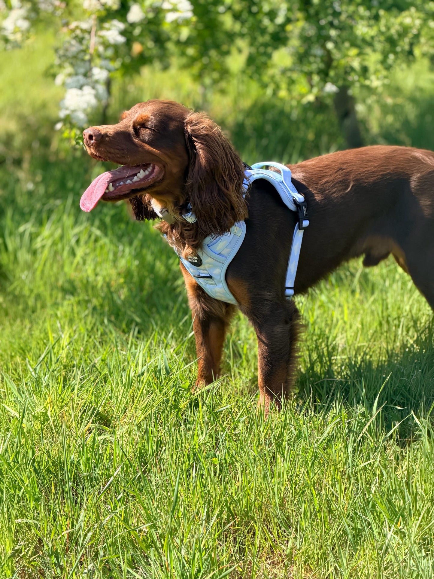 Daydream 3-Clip Active Harness