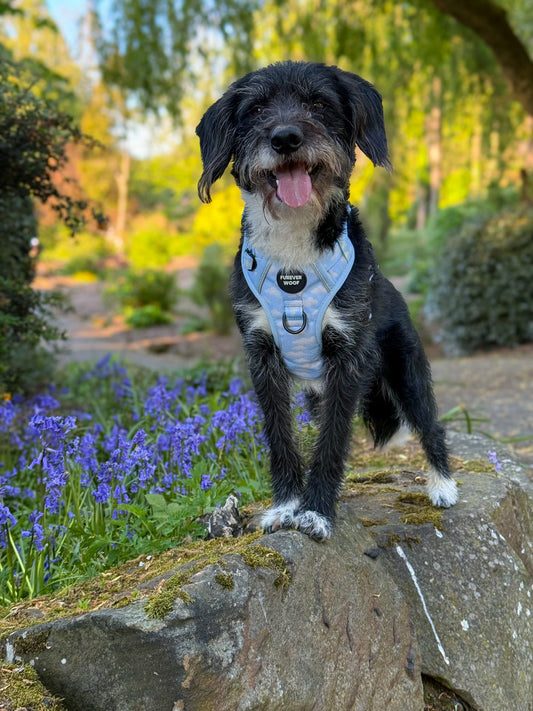 Daydream 3-Clip Active Harness