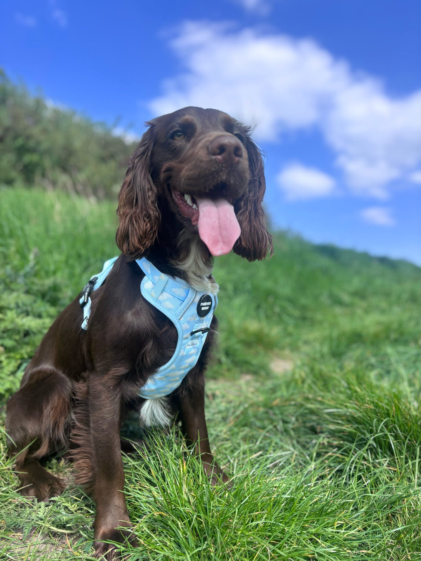 Daydream 3-Clip Active Harness