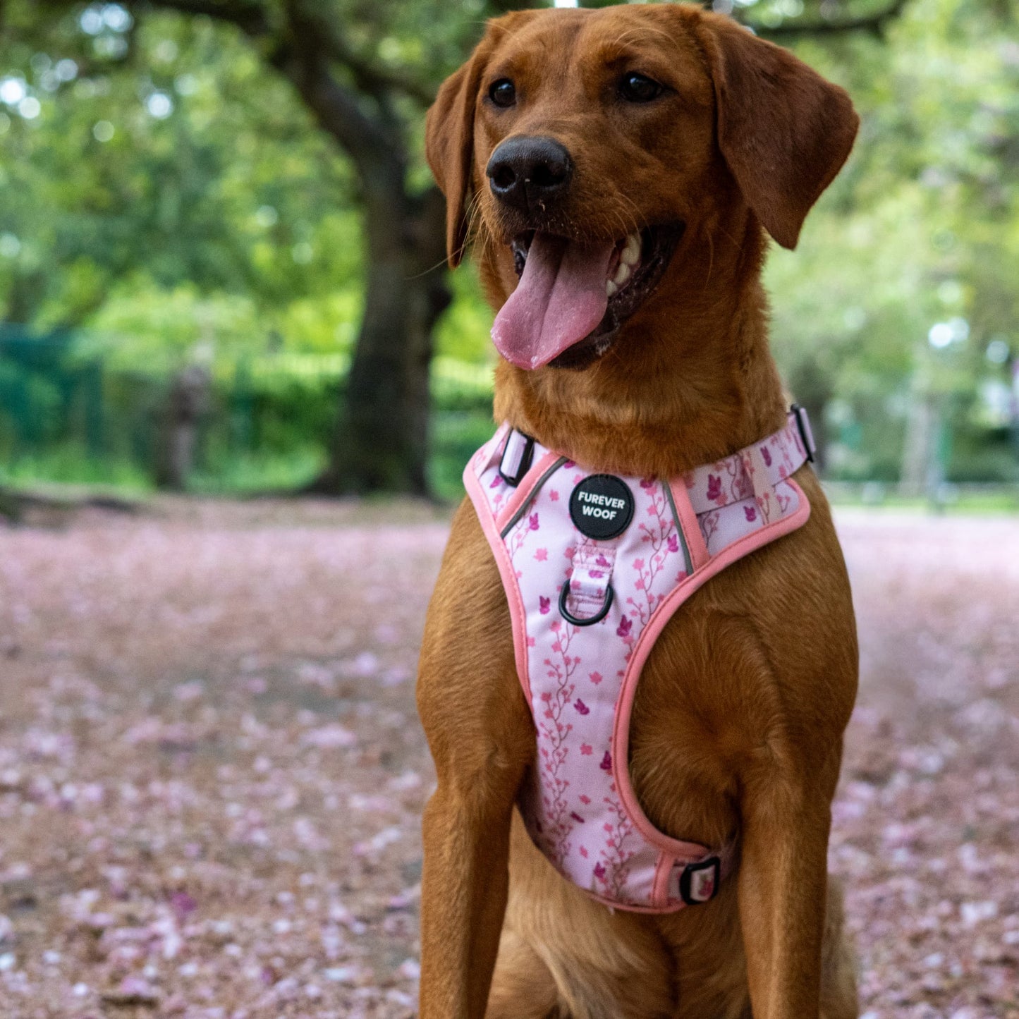 Sweet Blossom 3-Clip Active Harness
