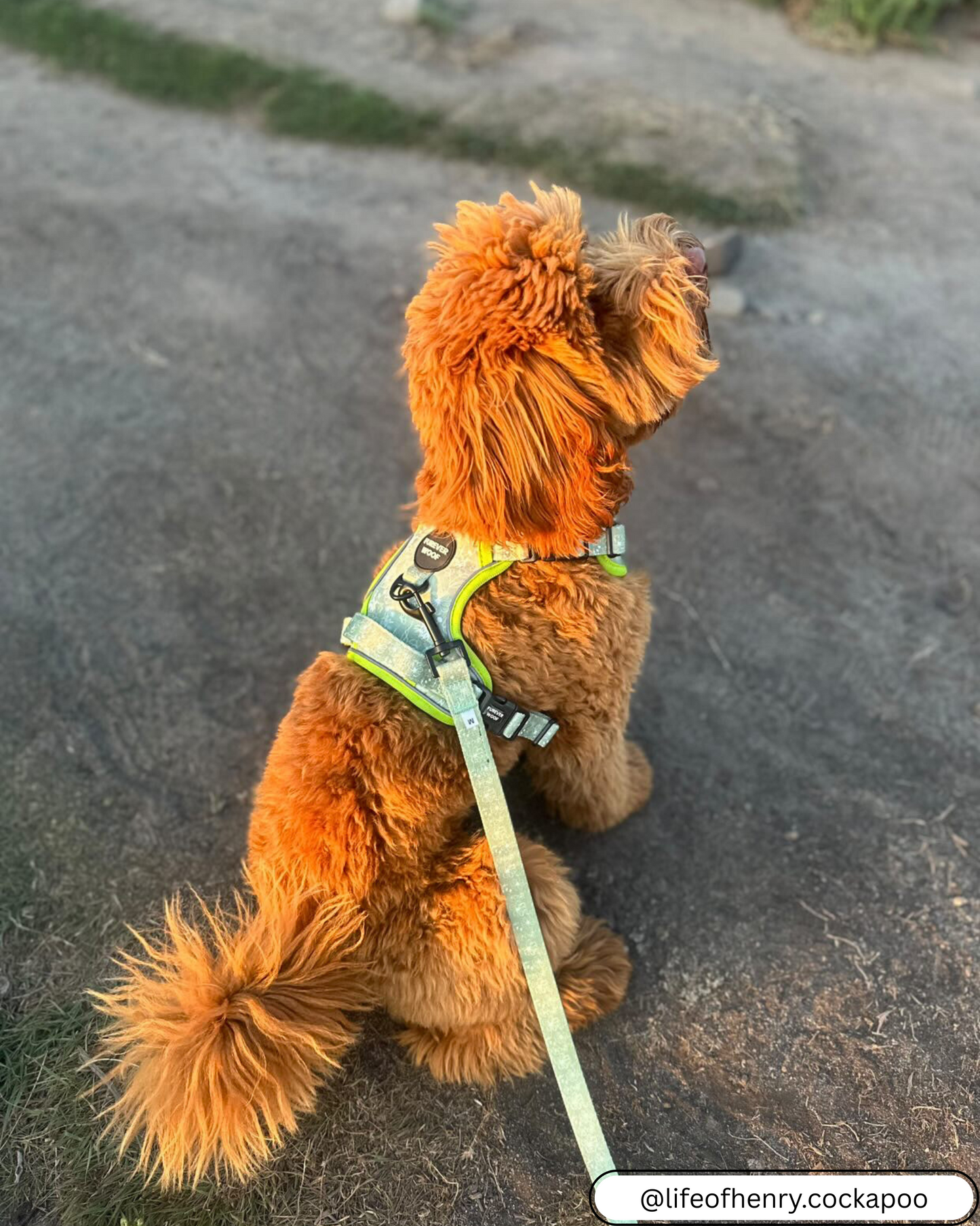 🌸 Forest Bloom Adventure Harness