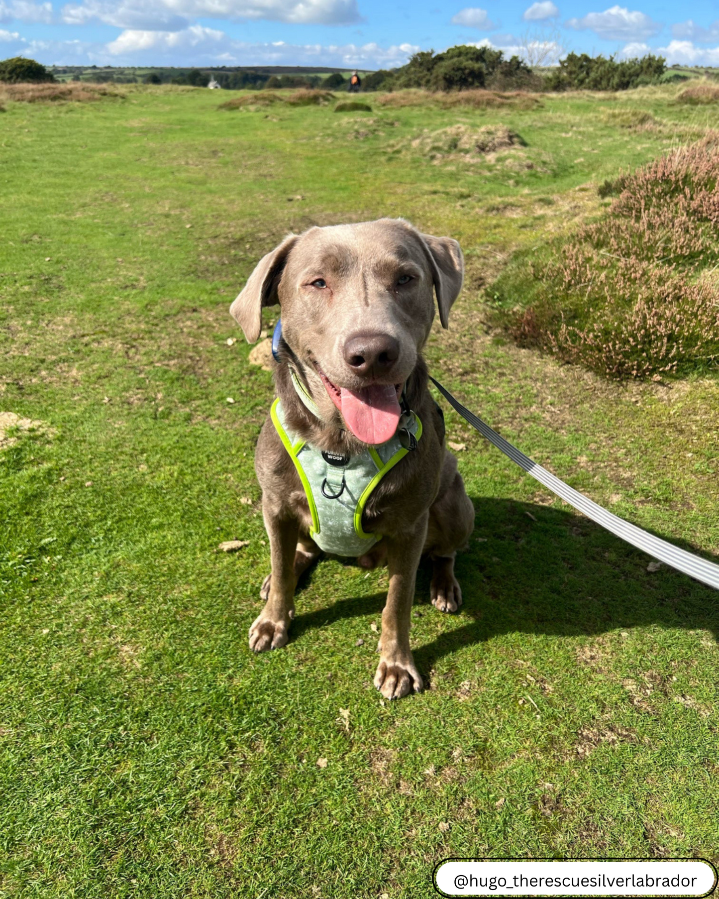 🌸 Forest Bloom Adventure Harness