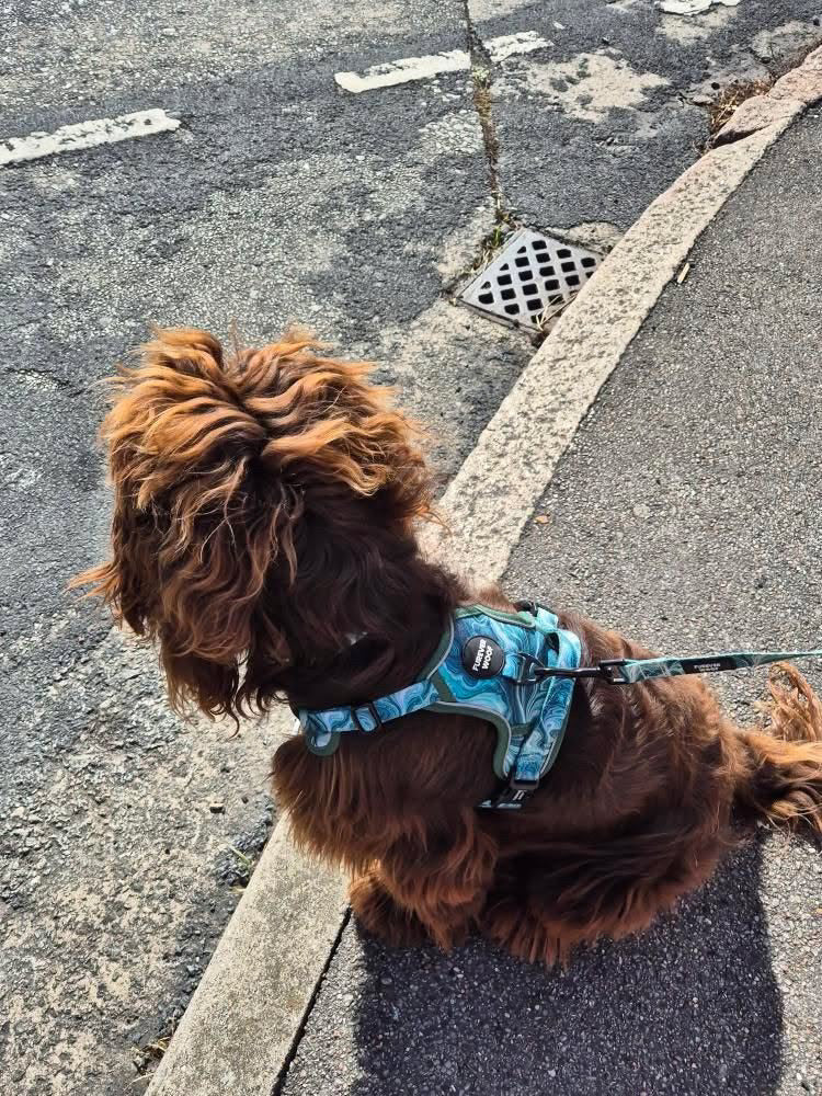 🍃Emerald Swirl Adventure Set