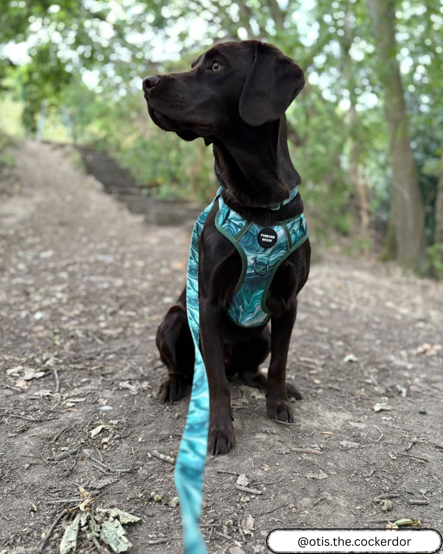 🌿 Emerald Swirl Adventure Harness