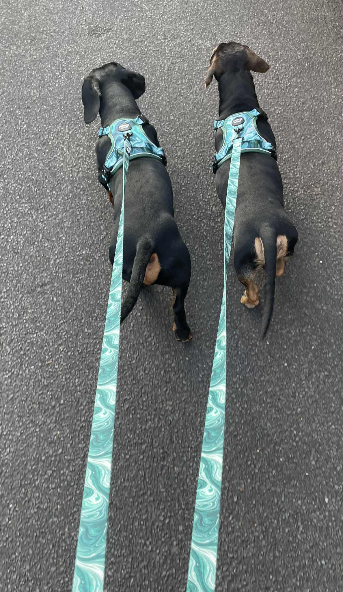 🍃Emerald Swirl Adventure Set