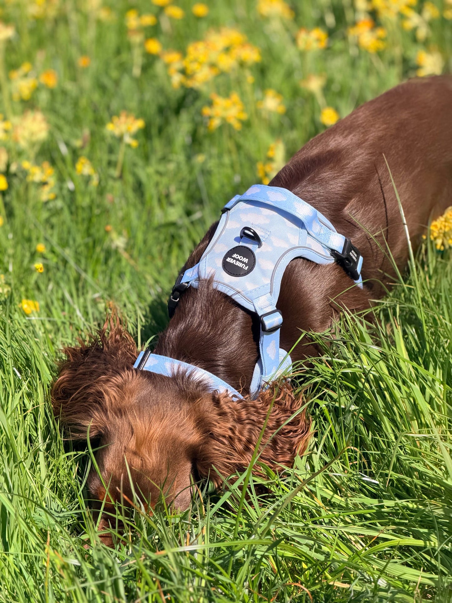 Daydream 3-Clip Active Harness