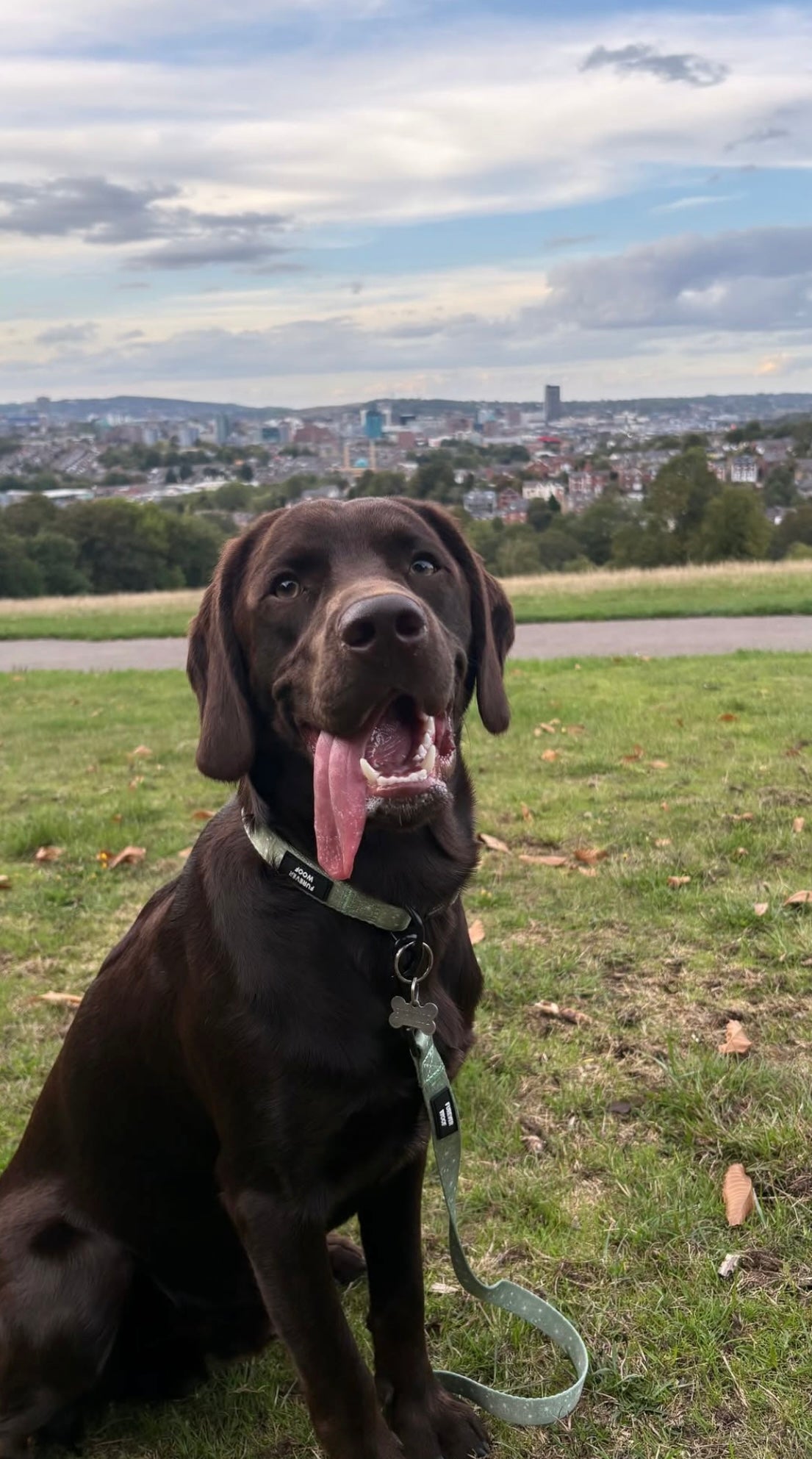 🐾 Forest Bloom Lead