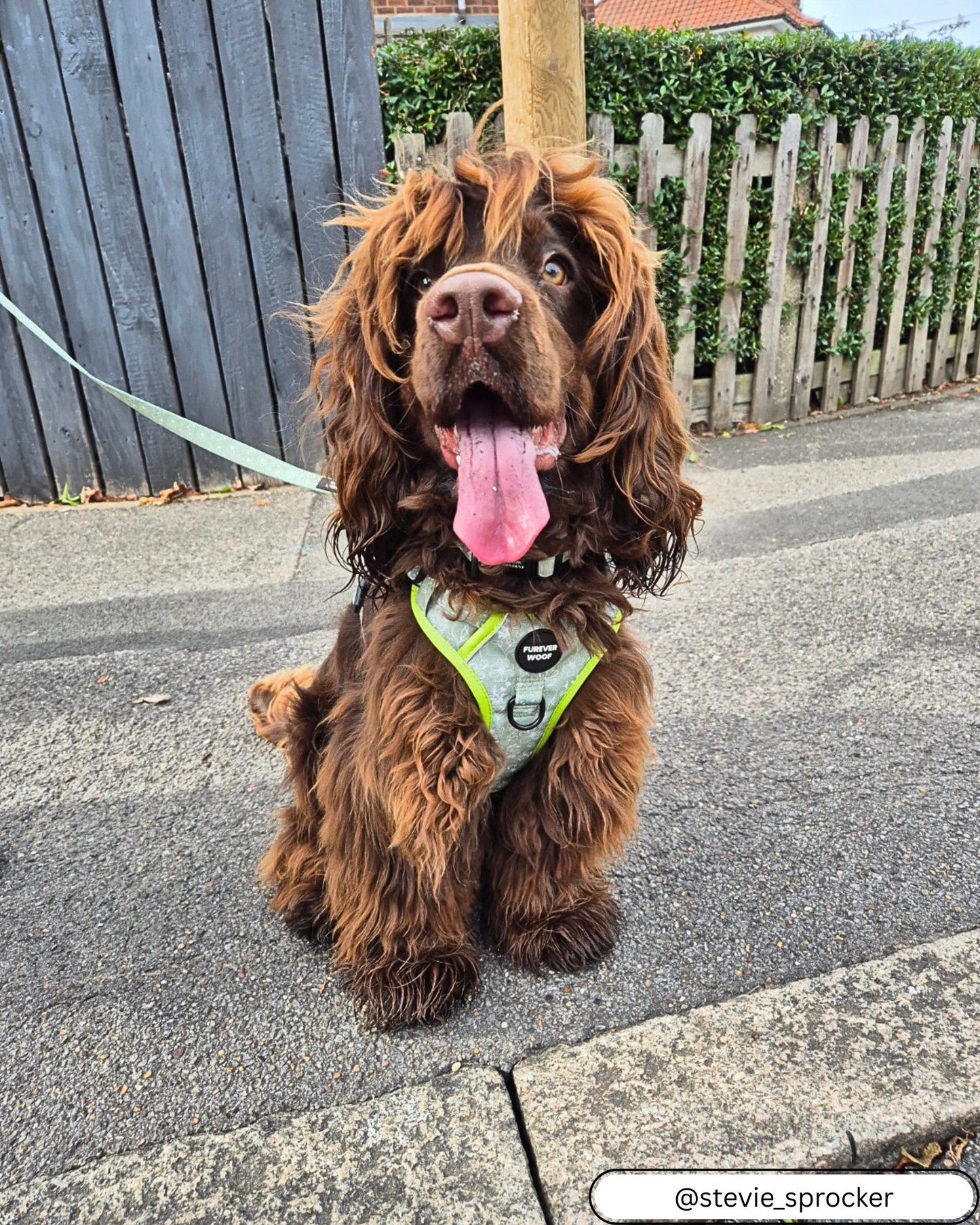 🌸 Forest Bloom Adventure Harness