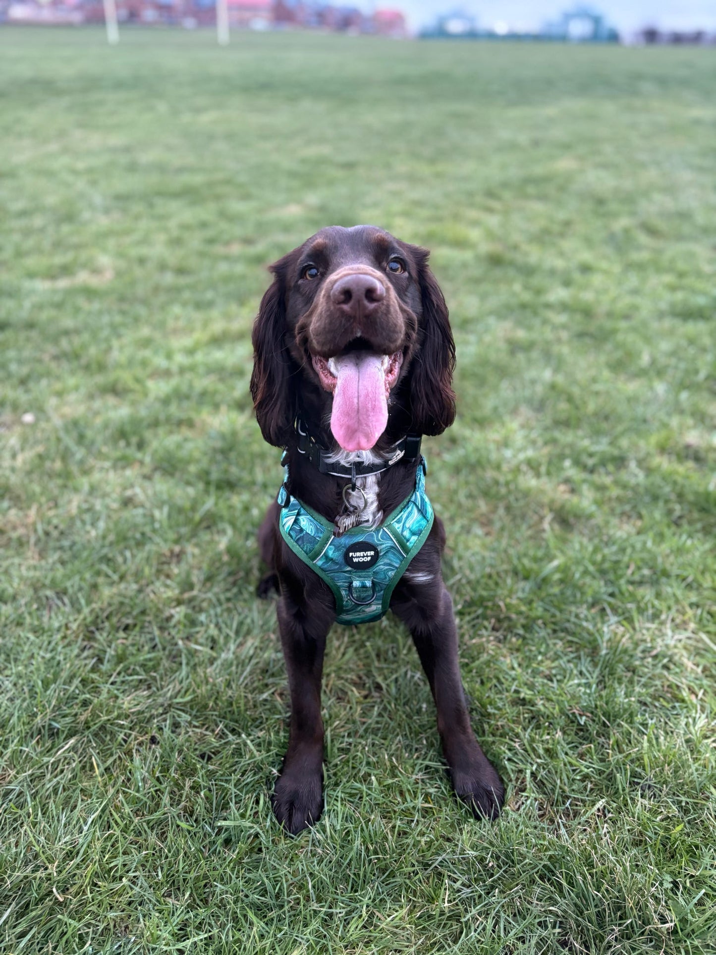 🌿 Emerald Swirl Adventure Harness