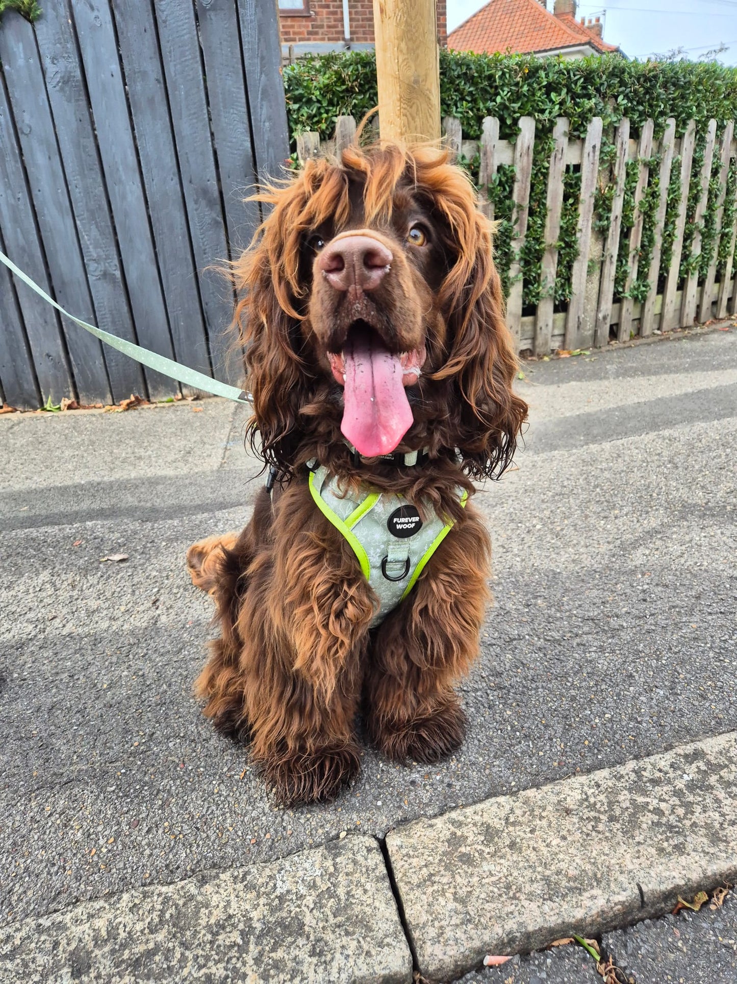 🐾 Forest Bloom Lead