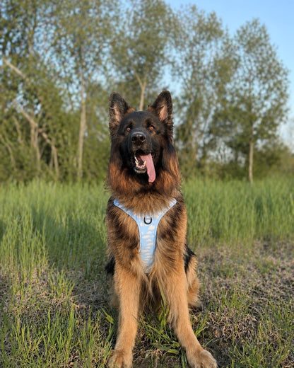 Daydream 3-Clip Active Harness