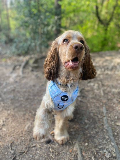 Daydream 3-Clip Active Harness