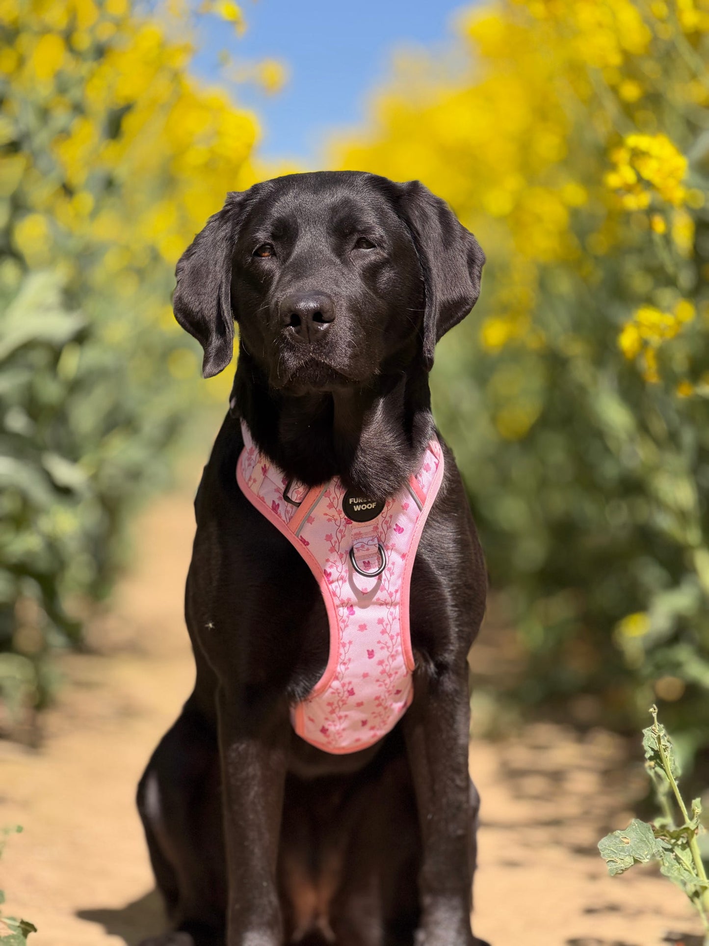 Sweet Blossom 3-Clip Active Harness