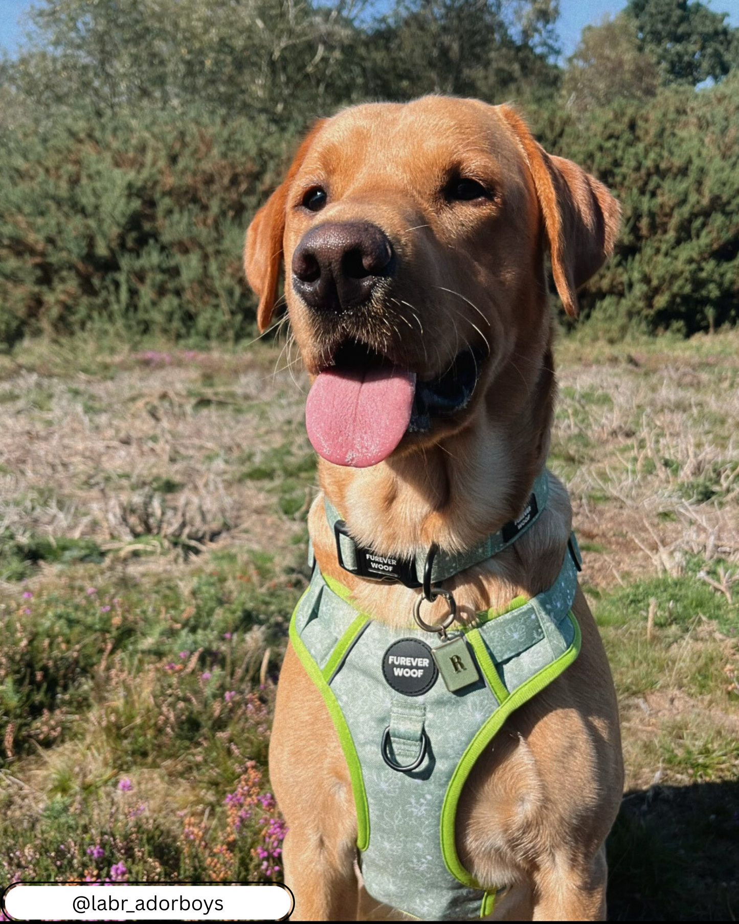 🌸 Forest Bloom Adventure Harness