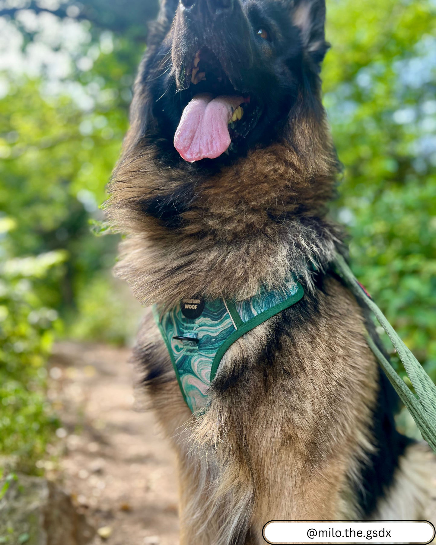 🌿 Emerald Swirl Adventure Harness