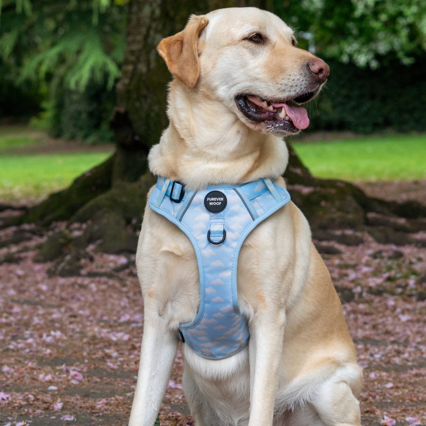 Daydream 3-Clip Active Harness