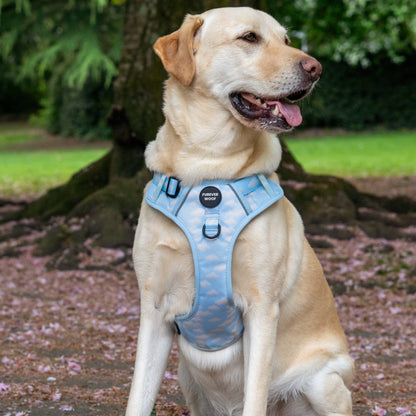 Daydream 3-Clip Active Harness