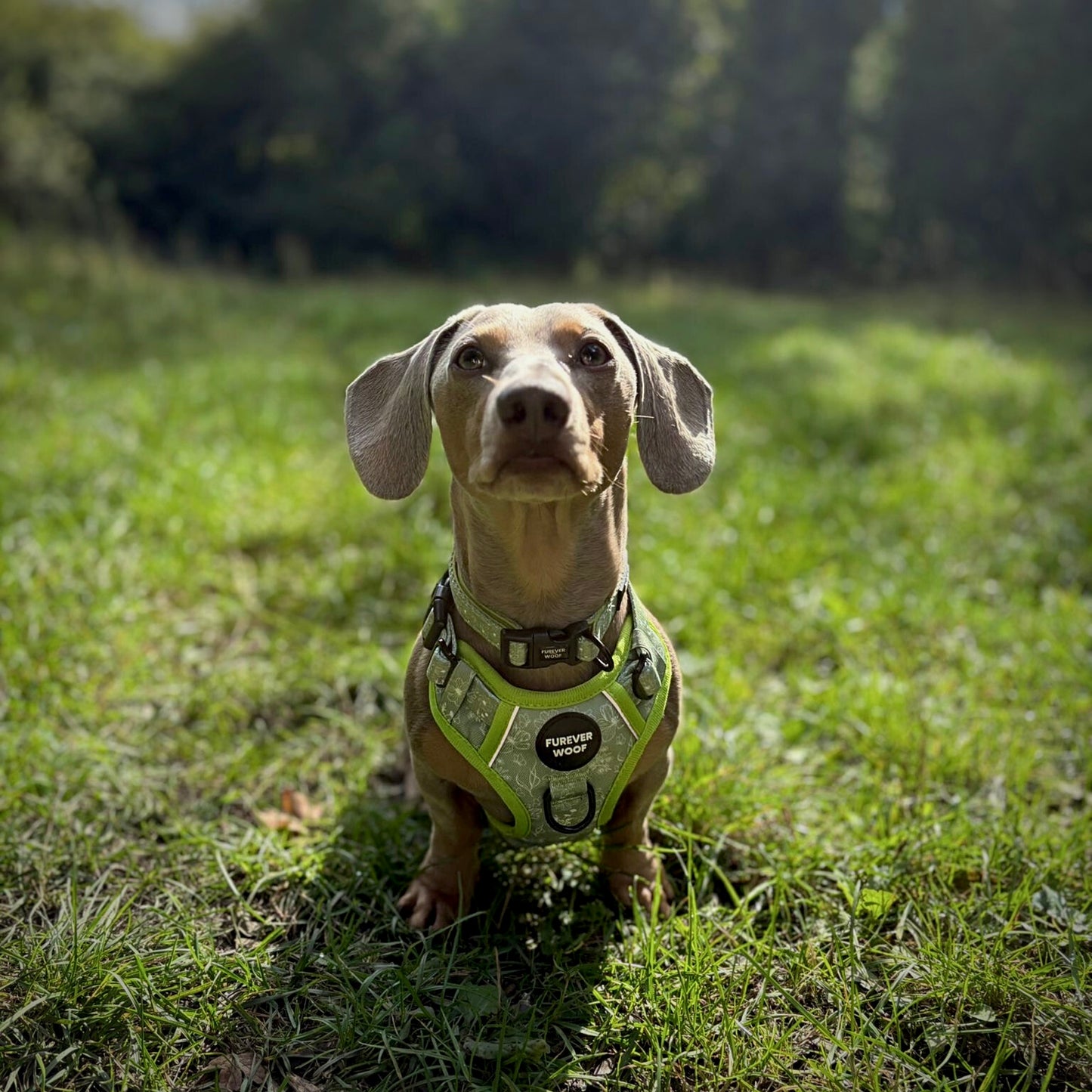 🌸 Forest Bloom Adventure Harness