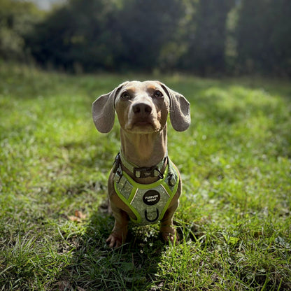 🌸 Forest Bloom Adventure Harness