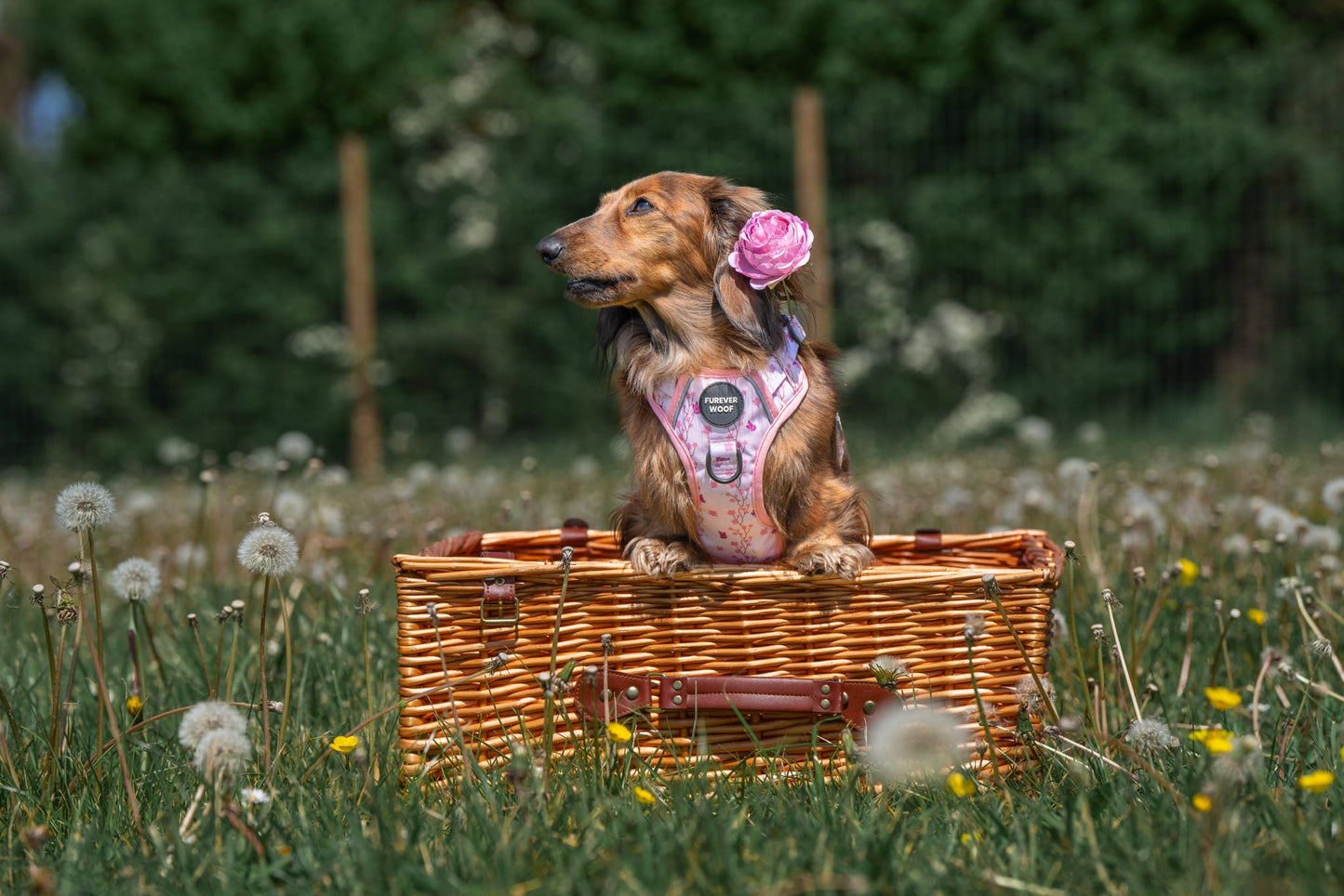 Sweet Blossom 3-Clip Active Harness