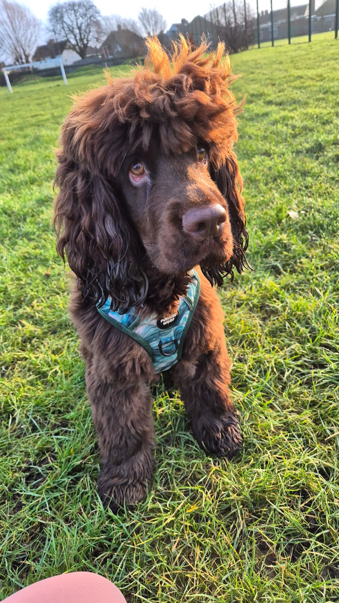 🌿 Emerald Swirl Adventure Harness
