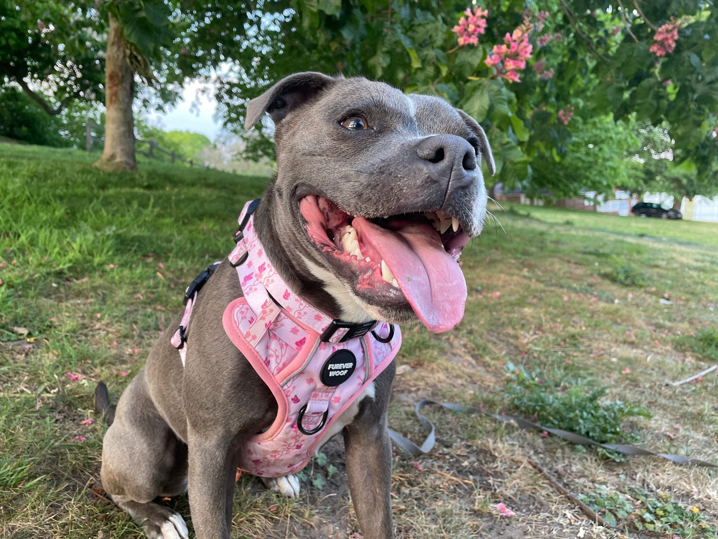 Sweet Blossom Collar