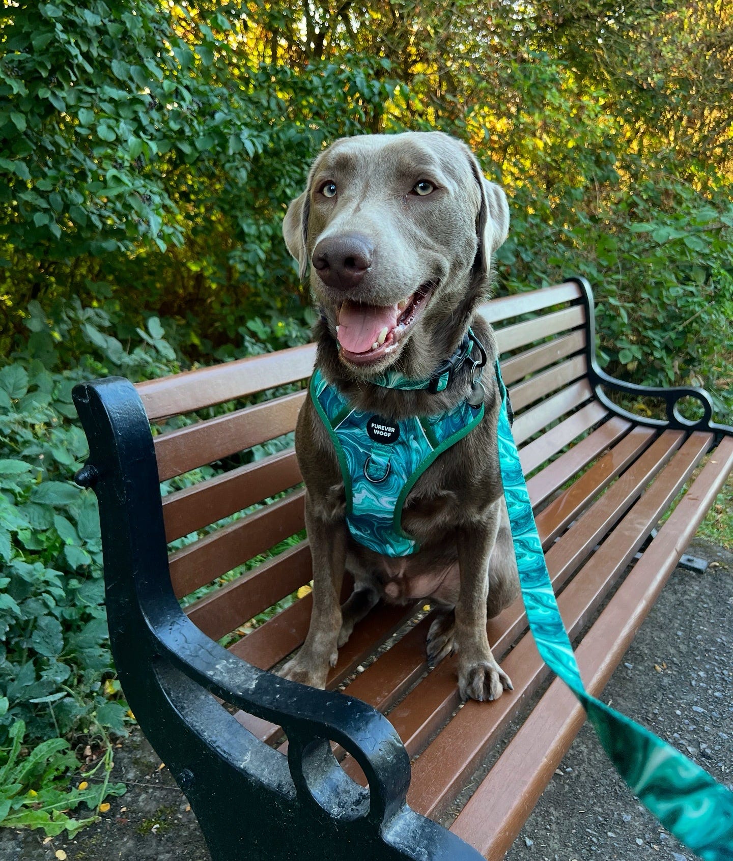 🐕 Emerald Swirl Lead