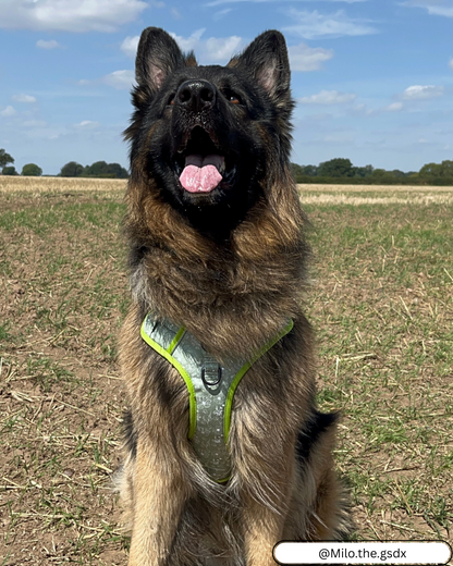 🌸 Forest Bloom Adventure Harness