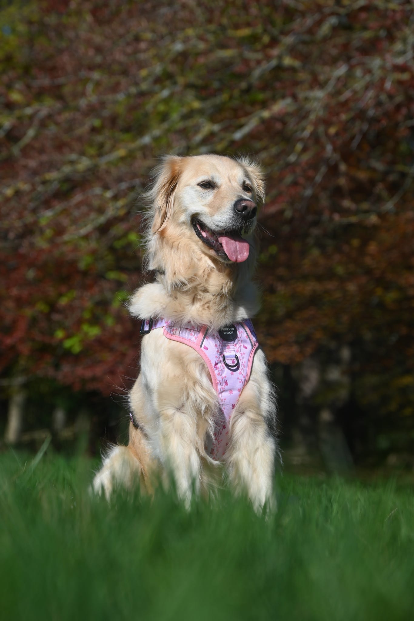 Sweet Blossom 3-Clip Active Harness