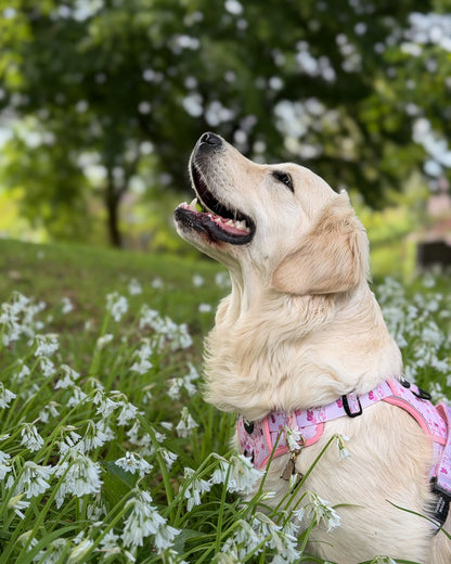 Sweet Blossom 3-Clip Active Harness