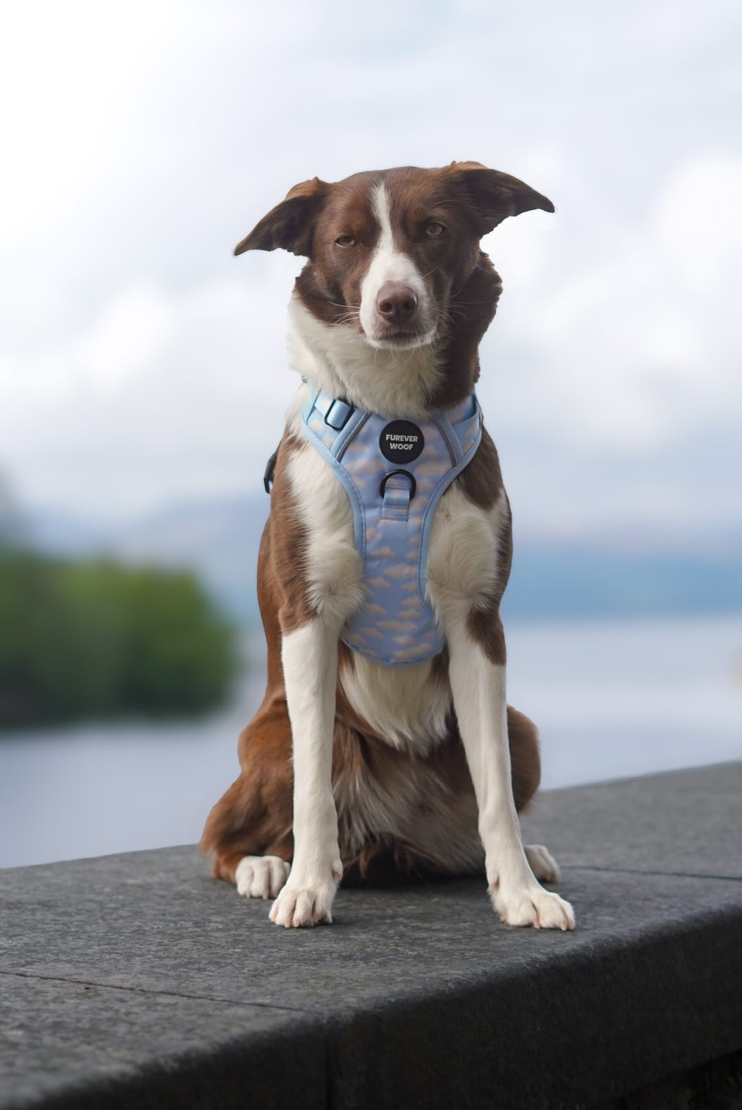 Daydream 3-Clip Active Harness