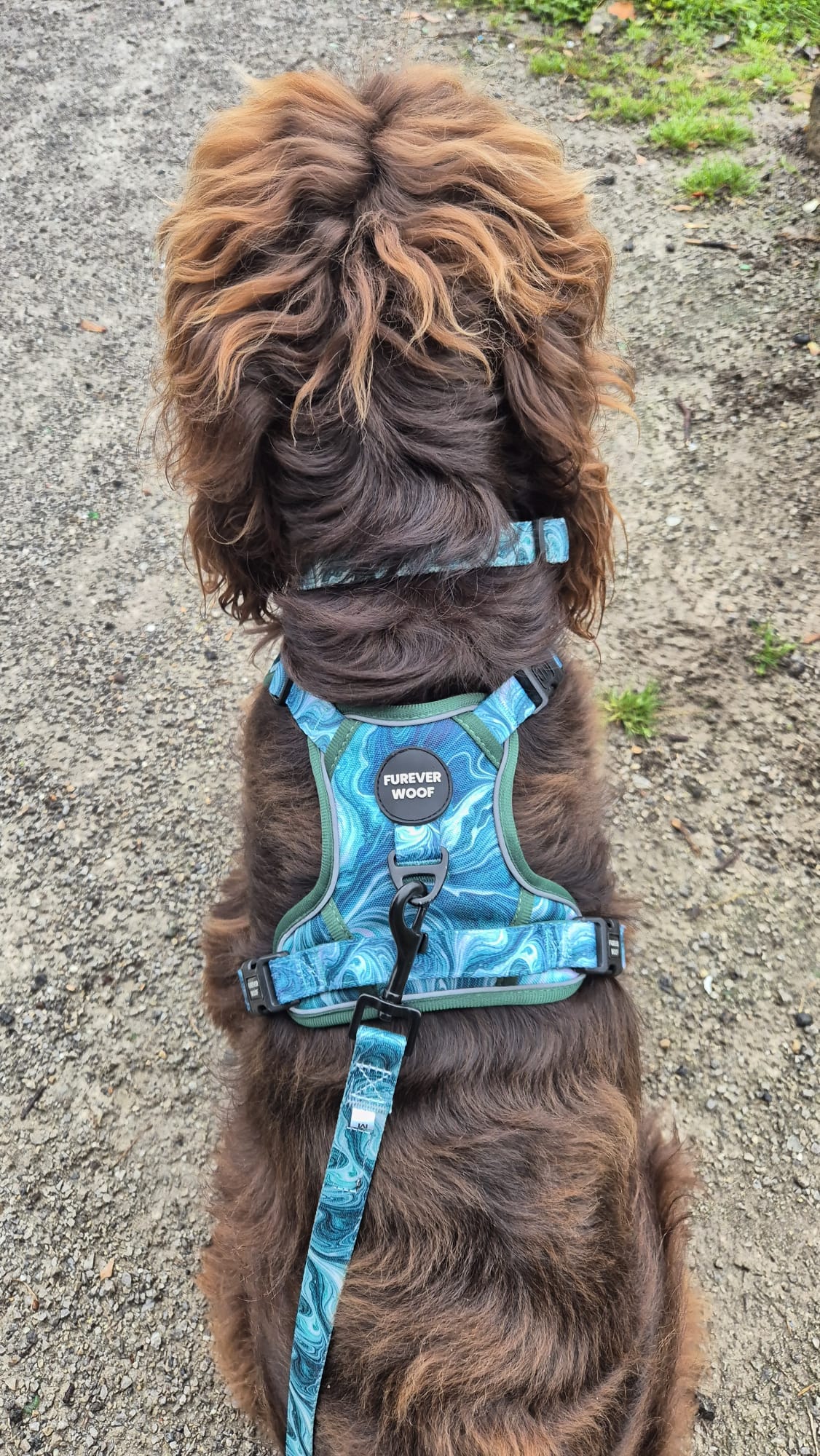 🐕 Emerald Swirl Lead