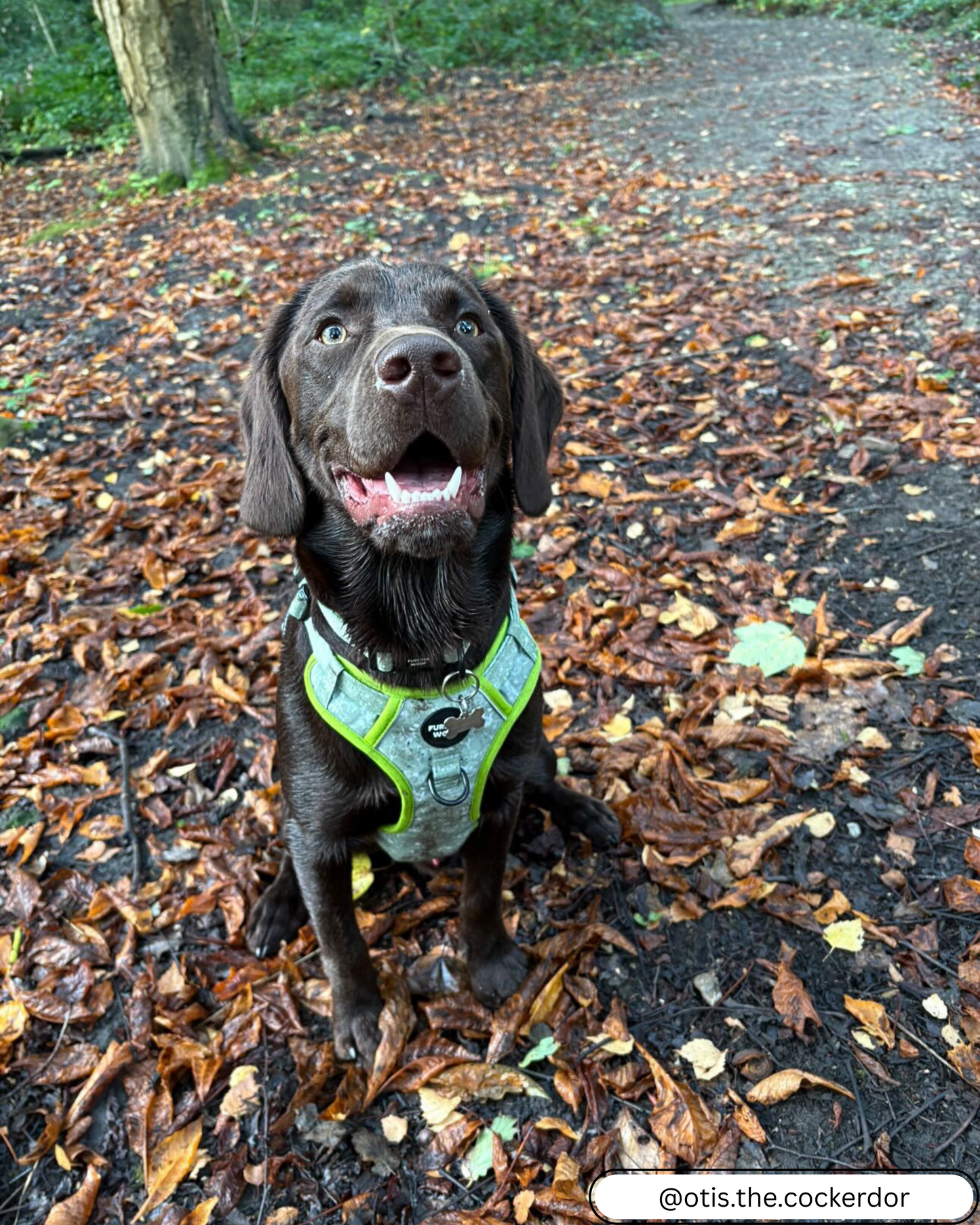 🌸 Forest Bloom Adventure Harness