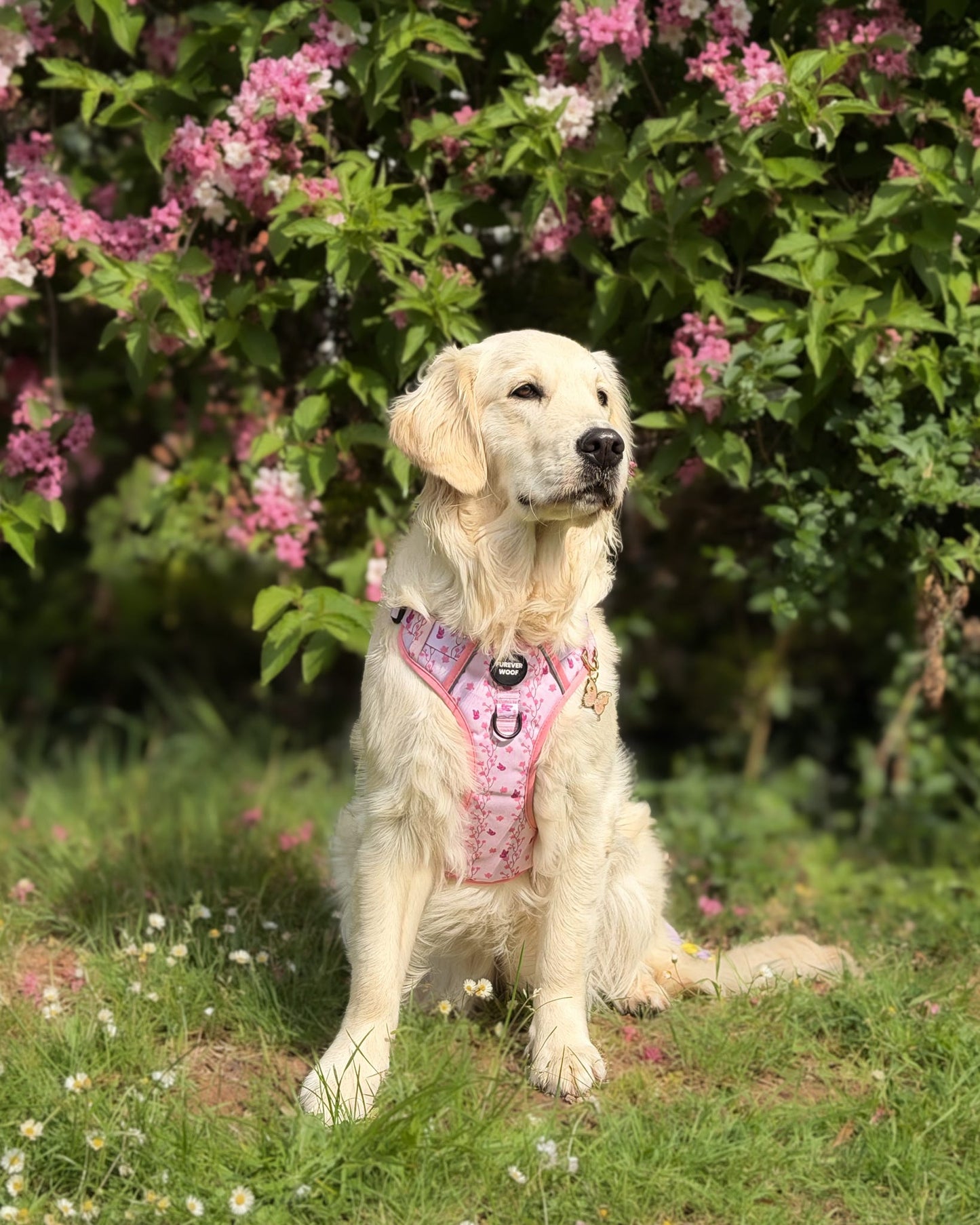 Sweet Blossom 3-Clip Active Harness