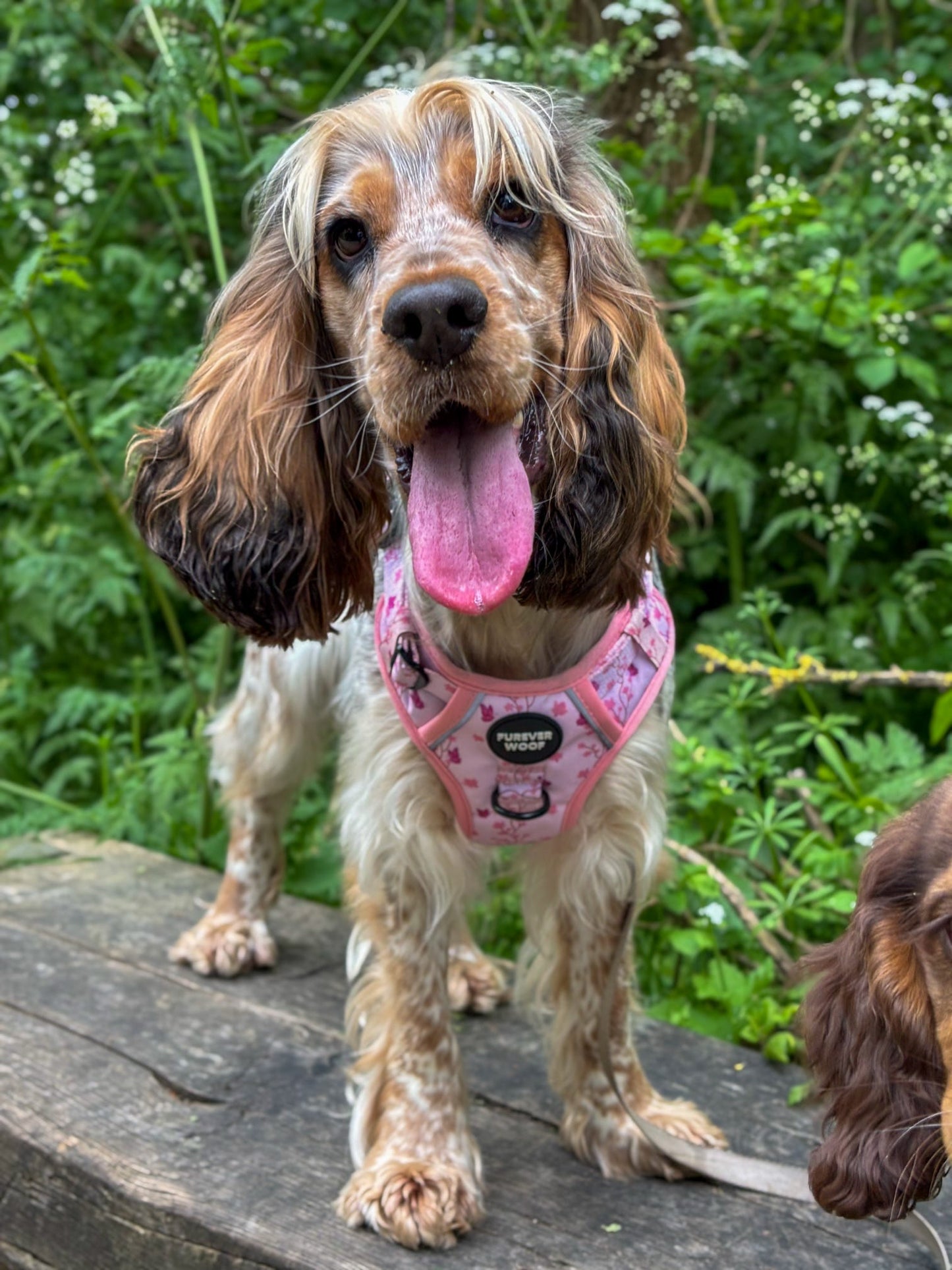 Sweet Blossom 3-Clip Active Harness