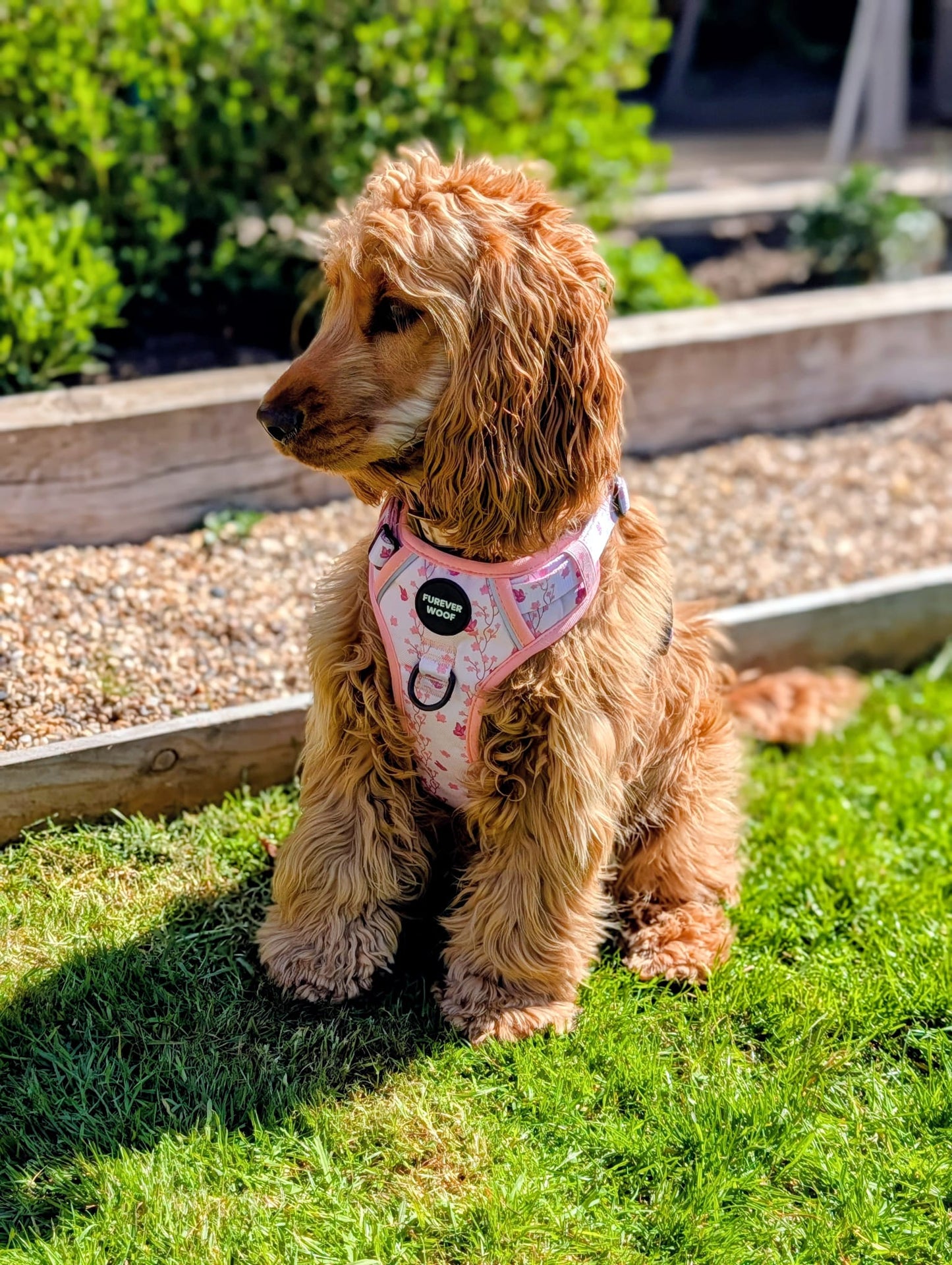 Sweet Blossom 3-Clip Active Harness