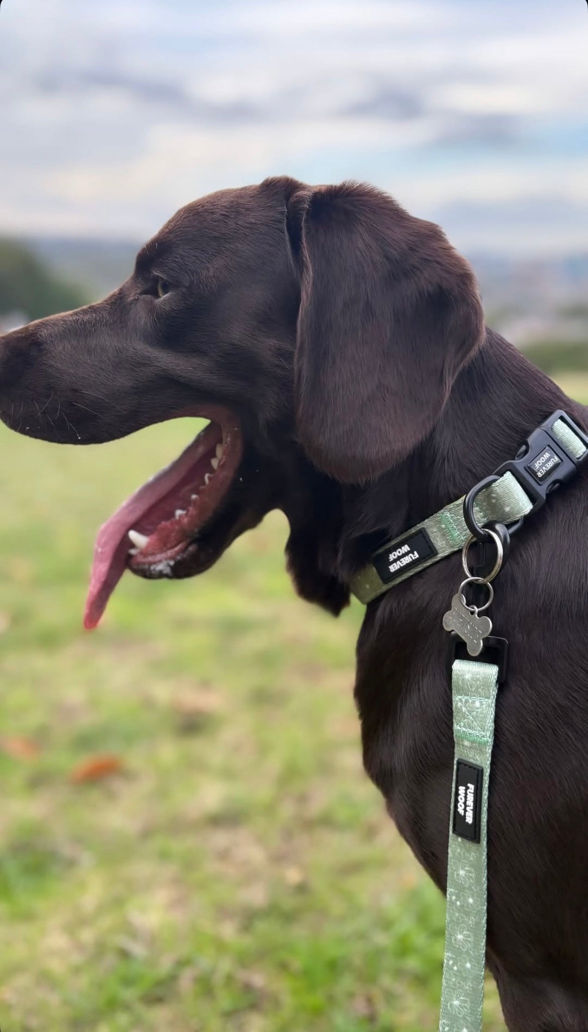 🌼 Forest Bloom Collar